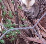Stringybark Hills Retreat - Darwin Holiday