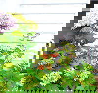 White House - Darwin Holiday