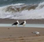 GALWAY COTTAGE - Darwin Holiday