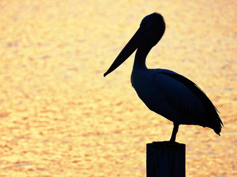 Seahorse 4 - Darwin Holiday 2