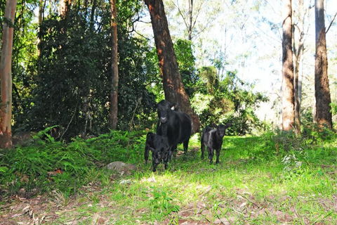Alcheringa Cottage - Darwin Holiday 4