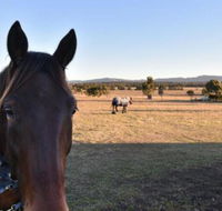 Clydesdale Cottage on Talga with real Clydesdale Horses - Darwin Holiday