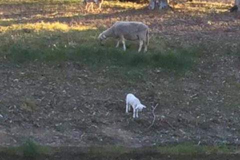 Tree Of Love Farm Stay - Darwin Holiday 5