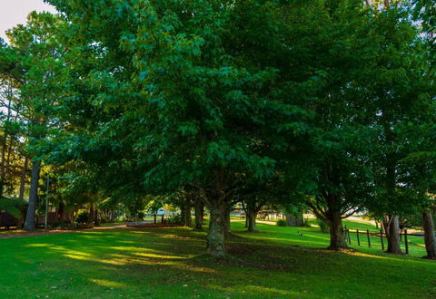 Dorrigo Mountain Holiday Park - Darwin Holiday 6