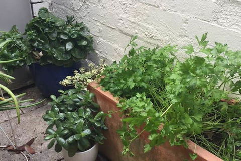 Charming Cottage With Leafy Courtyard - Darwin Holiday 7