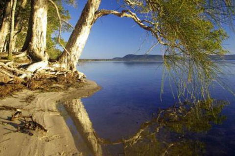 Mimosa - Darwin Holiday 1