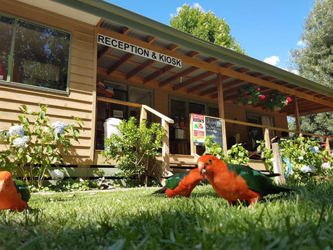 Jamieson Caravan Park - Darwin Holiday 4