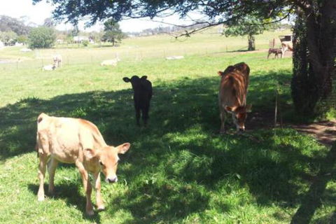 Appin Homestay B & B - Darwin Holiday 2