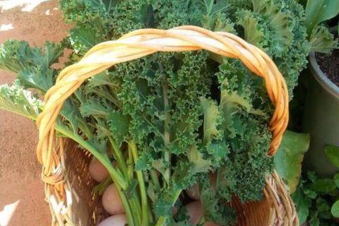 Appin Homestay B & B - Darwin Holiday 4