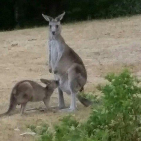 Kookas Cottage - Darwin Holiday 1