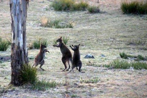 The Great House Bnb - Darwin Holiday 2