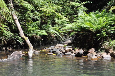 The Jungle Stays - Darwin Holiday 2