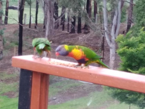 Kiah Country Gardens B & B - Darwin Holiday 6