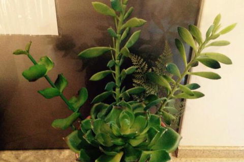 Two Up On York - Darwin Holiday 1