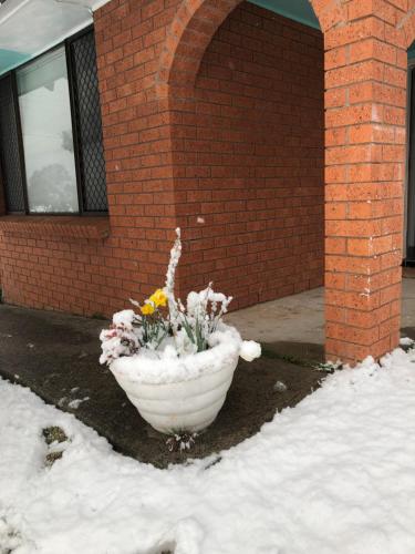 Ecoangelus - Darwin Holiday 4