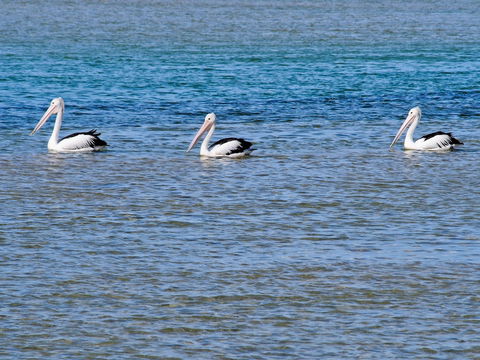 Oaks The Entrance Waterfront Suites - Darwin Holiday 5