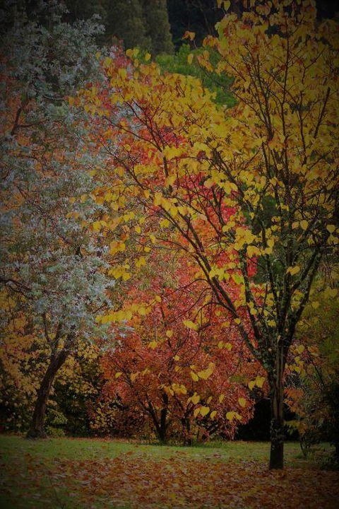 BROWNS COTTAGE - Darwin Holiday 4