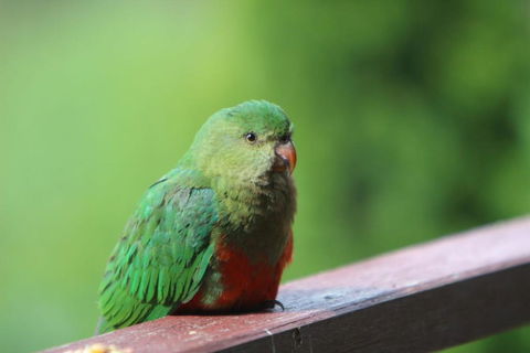 BROWNS COTTAGE - Darwin Holiday 2