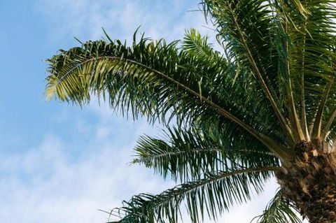 Esprit Luxury Retreat Palm Cove - Darwin Holiday 1