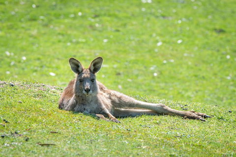Halls Gap Motel - Darwin Holiday 5