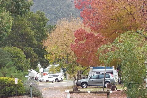 Breeze Holiday Parks - Halls Gap - Darwin Holiday 5
