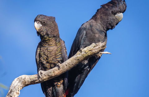 Bussells Bushland Cottages - Darwin Holiday 0