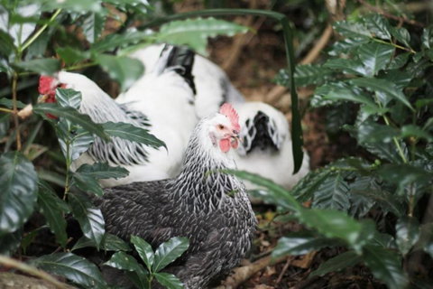 Maviss Cabins At Mt. Warning - Darwin Holiday 3
