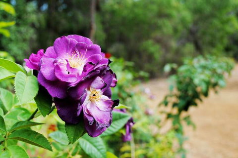 Caves Road Chalets - Darwin Holiday 3