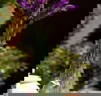 At Eleven - Darwin Holiday