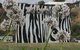 Zebras Guest House - thumb 6