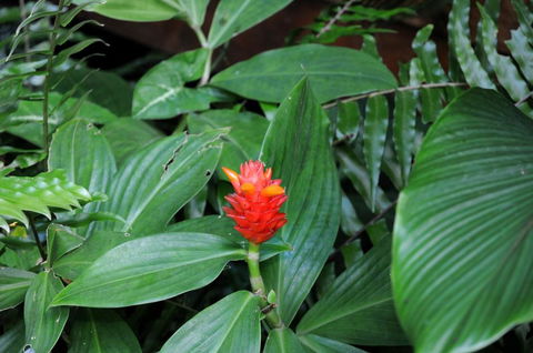 Cow Bay Homestay B & B - Darwin Holiday 3