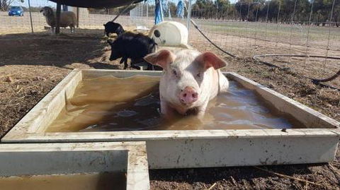 A Better Life Animal Sanctuary FarmStay Private Two Bedrooms Lounge Room & Bathroom & Toilet Shared Kitchen - Darwin Holiday 2