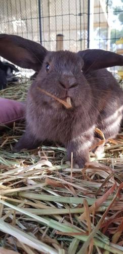 A Better Life Animal Sanctuary FarmStay Private Two Bedrooms Lounge Room & Bathroom & Toilet Shared Kitchen - Darwin Holiday 5