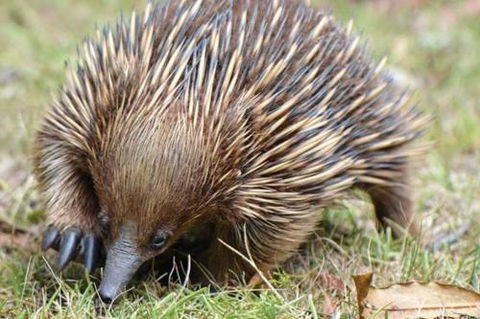 Wind Song Mountain Retreat - Darwin Holiday 5