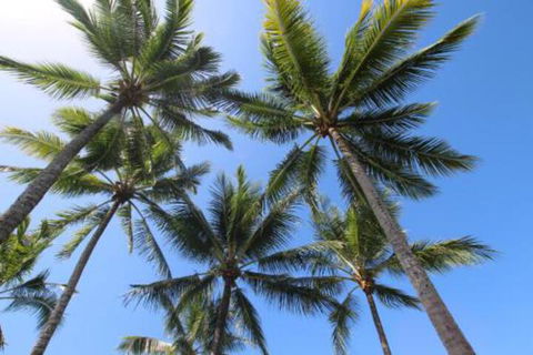 Easy Going Holiday Unit On McKenzie MK5 - Darwin Holiday 5