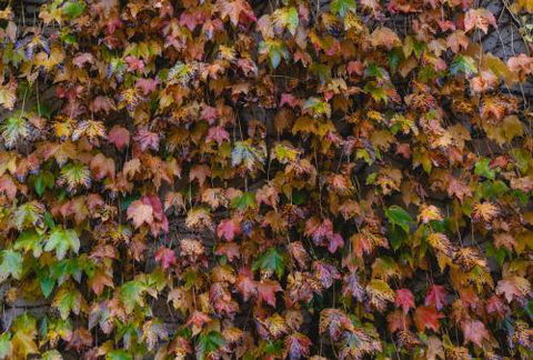 Killiorra - Darwin Holiday 1