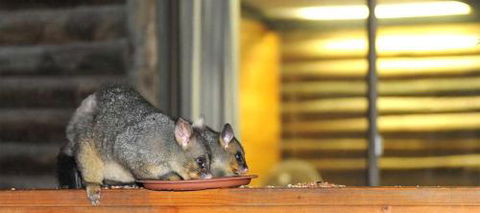 Lakes Entrance Log Cabins - Darwin Holiday 4