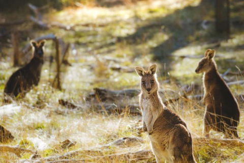 Ardingly Tiny House - Darwin Holiday 6