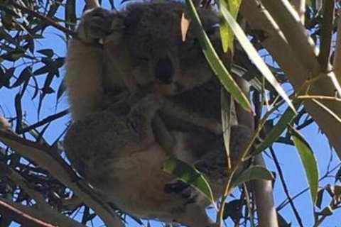 The Vibe Sandy Point - Darwin Holiday 6