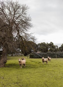 Davidsons Cottage - Darwin Holiday 1