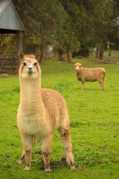 Davidsons Cottage - Darwin Holiday 2