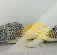 Tranquility Chill at Palm Cove - Darwin Holiday