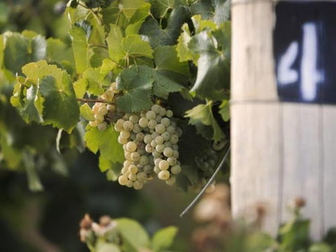 Ingenia Holidays Mudgee Valley - Darwin Holiday 0