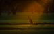Renmark Resort - thumb 5