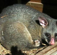 Giba Gunyah Country Cottages - Darwin Holiday