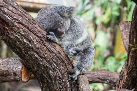 Leatherwood Lodge - Darwin Holiday 2