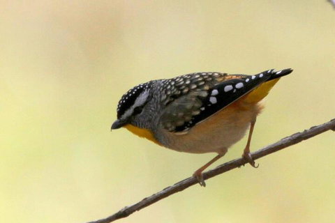 Tracks End Retreat - Darwin Holiday 7