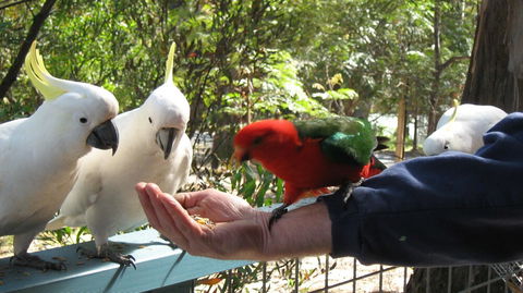 Lorne Bush House Cottages & Eco Retreats - Darwin Holiday 0