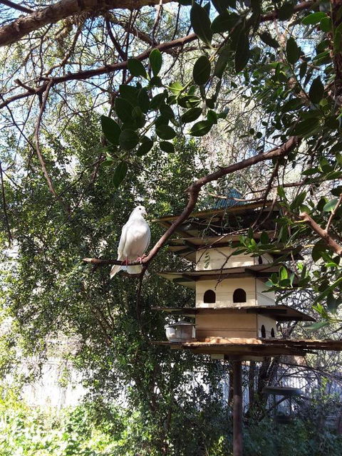 The Dove Cote - Darwin Holiday 5