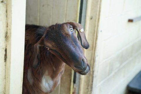 Giants Table And Cottages - Darwin Holiday 1